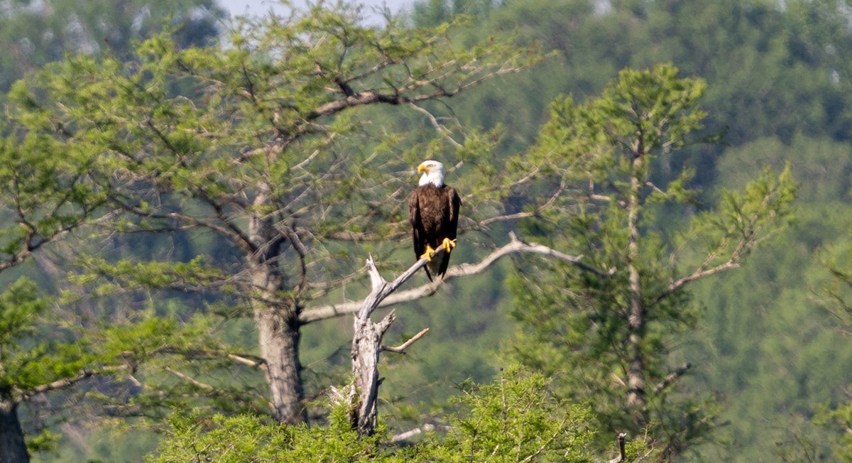 Bald Eagle - ML621814379