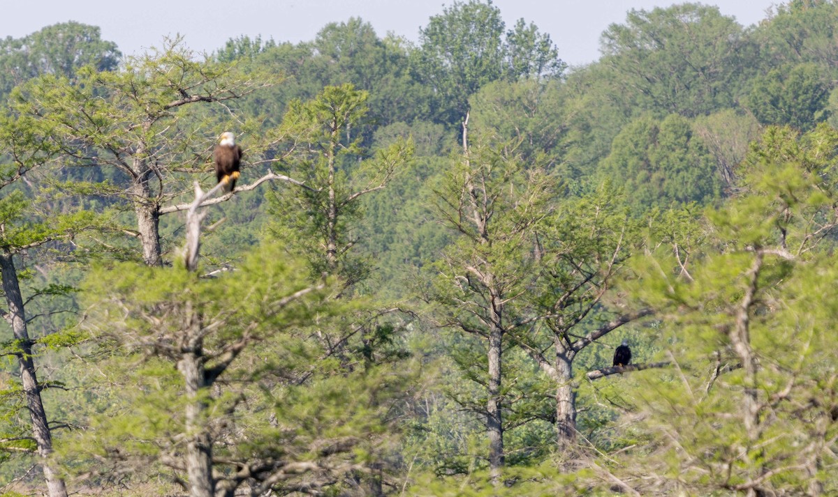 Bald Eagle - Brad Everhart