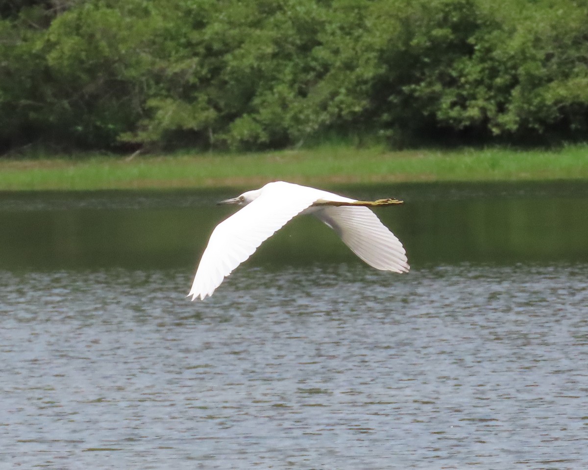 Little Blue Heron - ML621814384