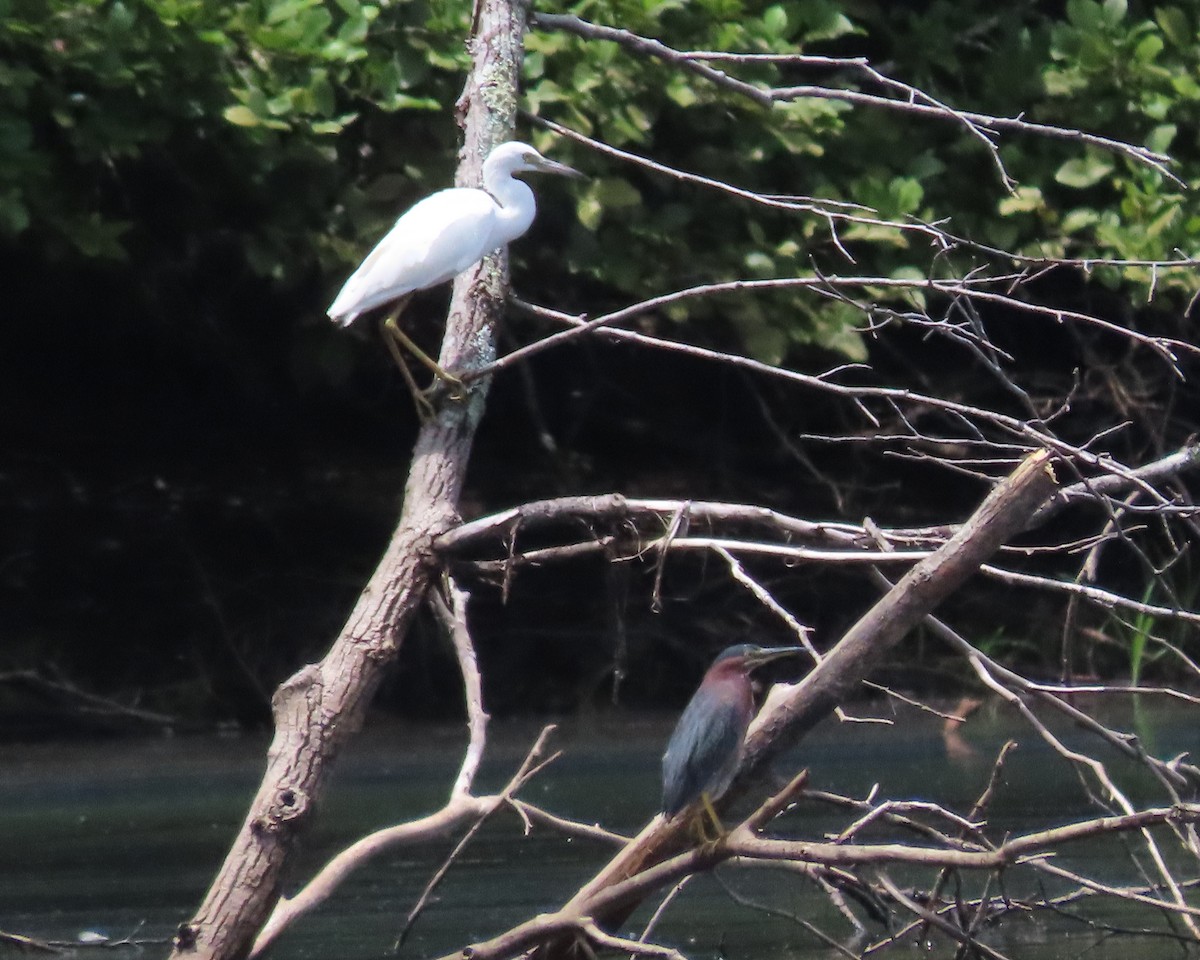 Little Blue Heron - ML621814385