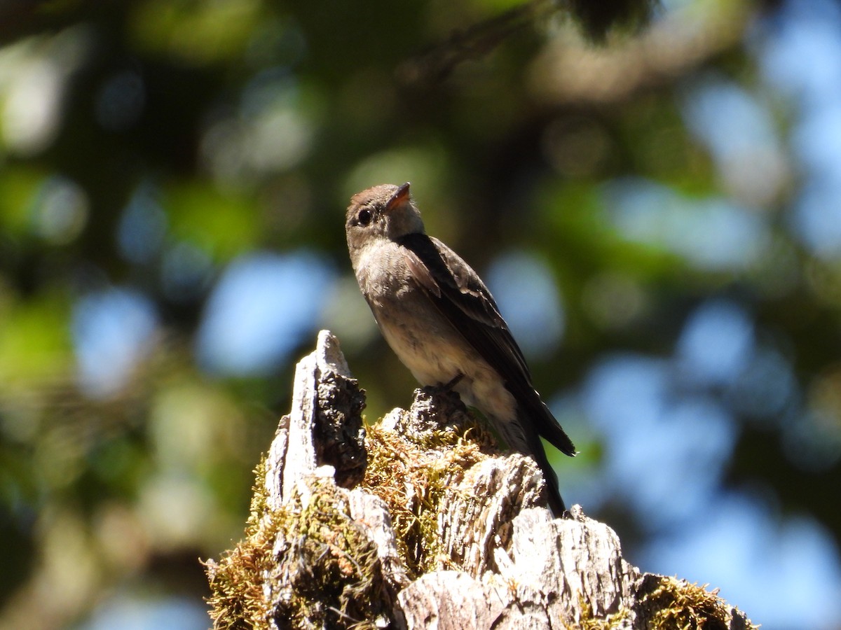 Western Wood-Pewee - ML621814387