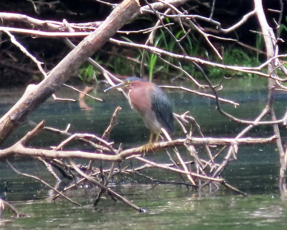 Green Heron - ML621814390