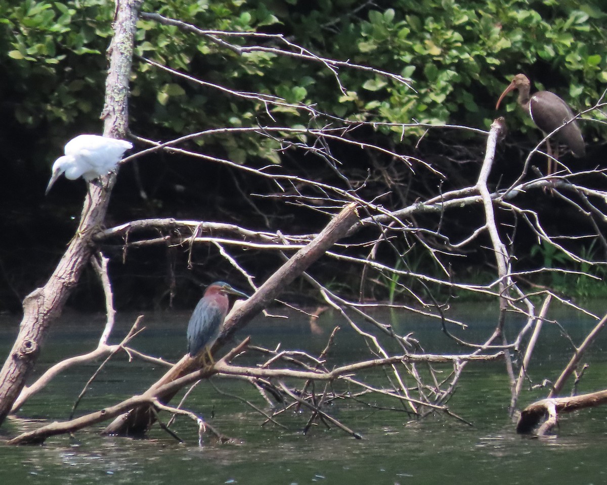 Green Heron - ML621814391