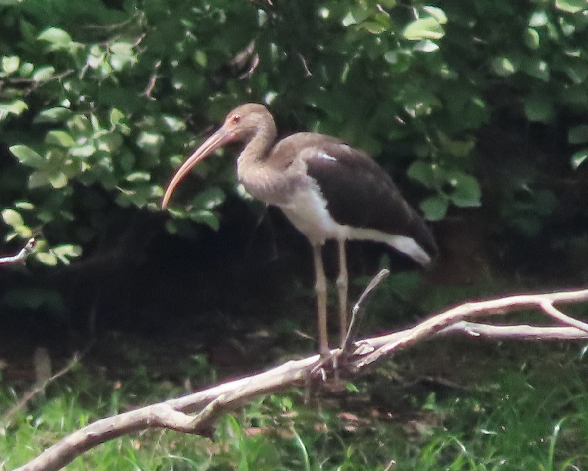 White Ibis - ML621814395