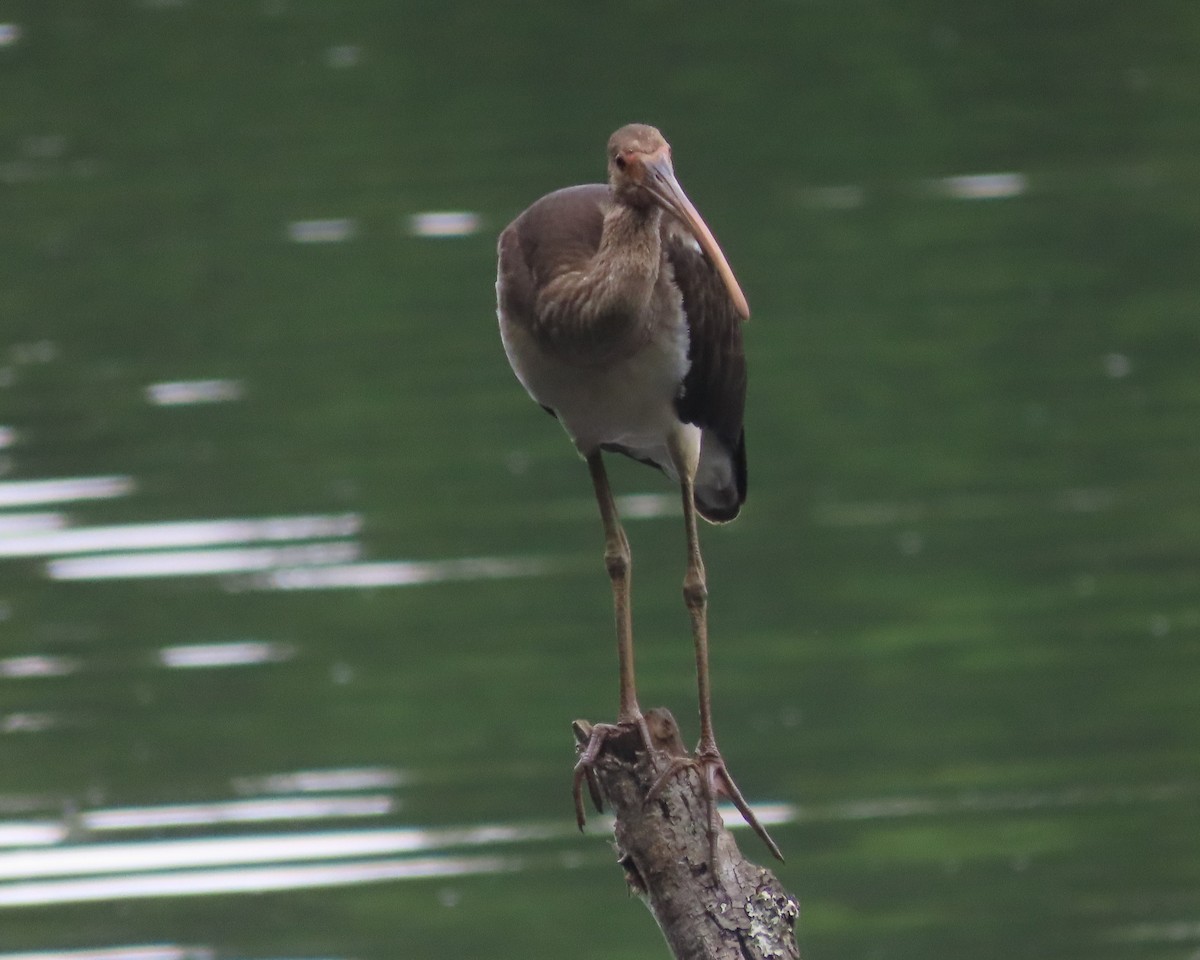 White Ibis - ML621814397