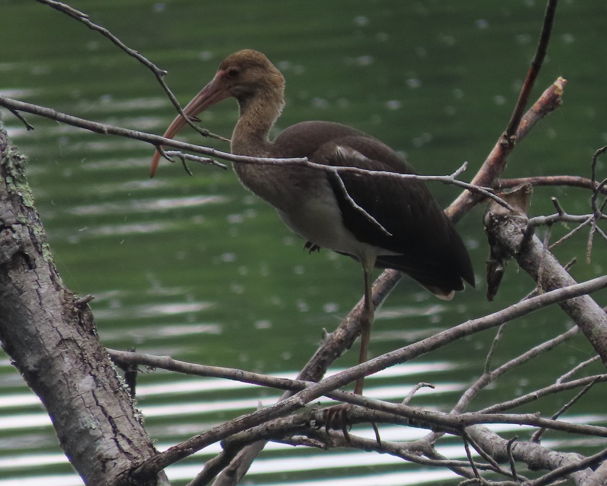 White Ibis - ML621814398