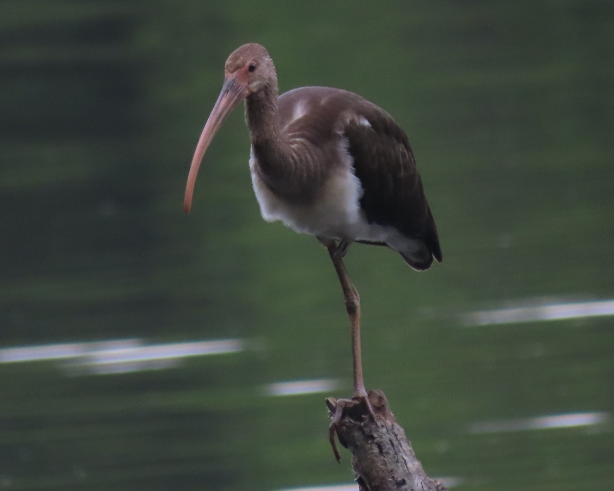 White Ibis - ML621814399