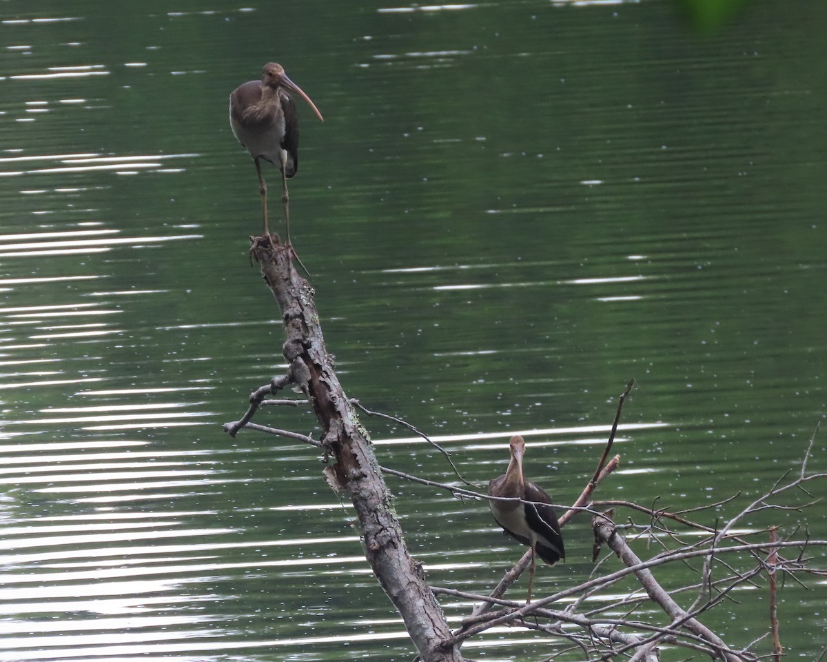 White Ibis - ML621814401