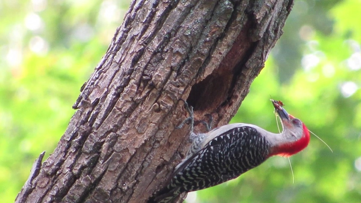 Red-bellied Woodpecker - Fred Kachmarik