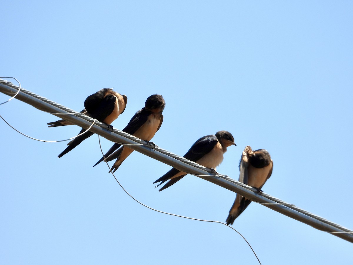 Barn Swallow - ML621814425