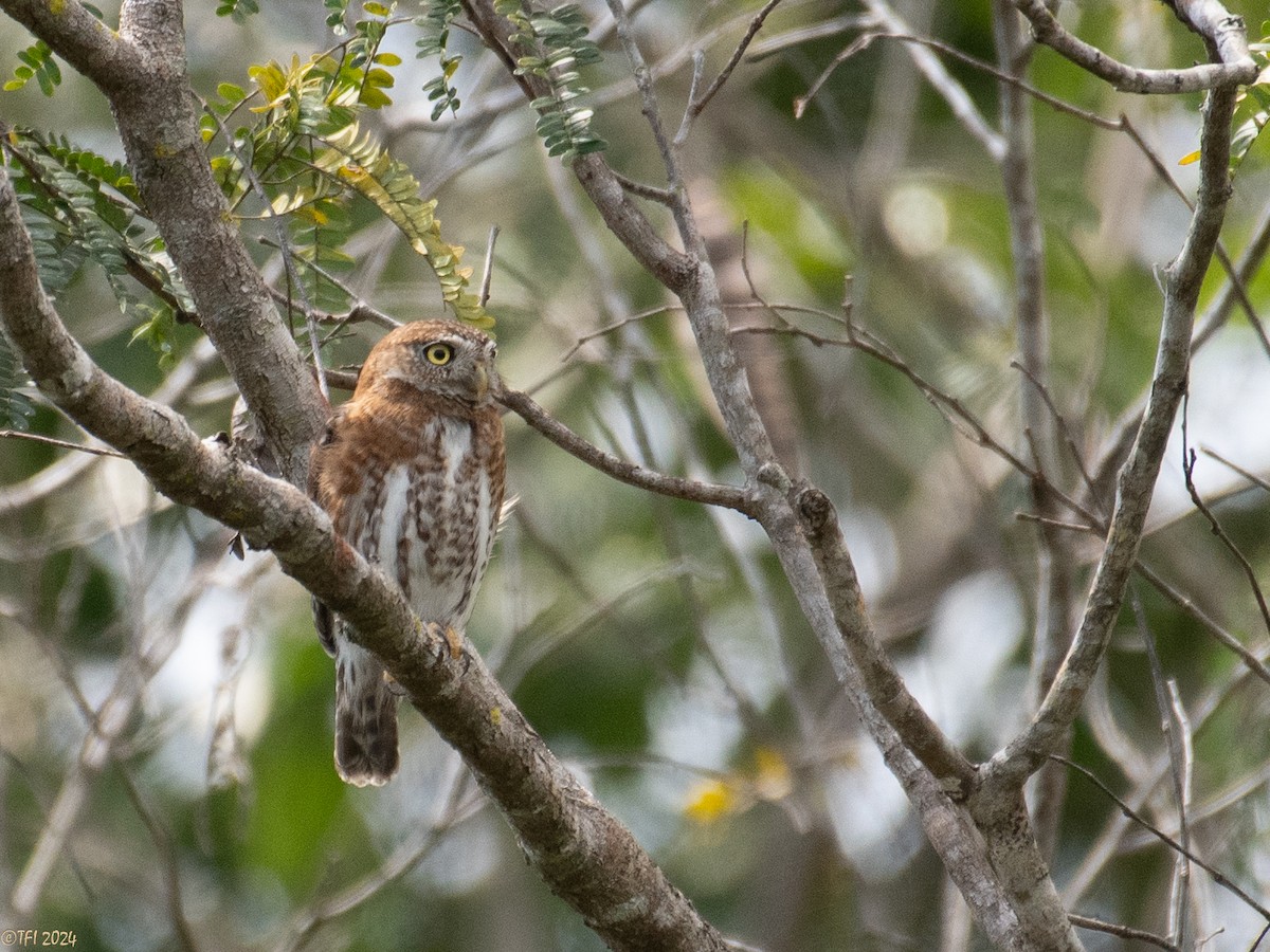 Cuban Pygmy-Owl - ML621814434