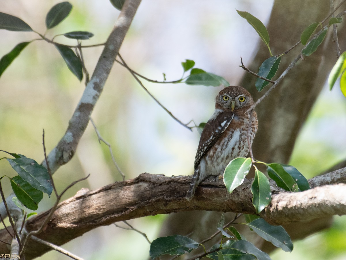 Cuban Pygmy-Owl - T I