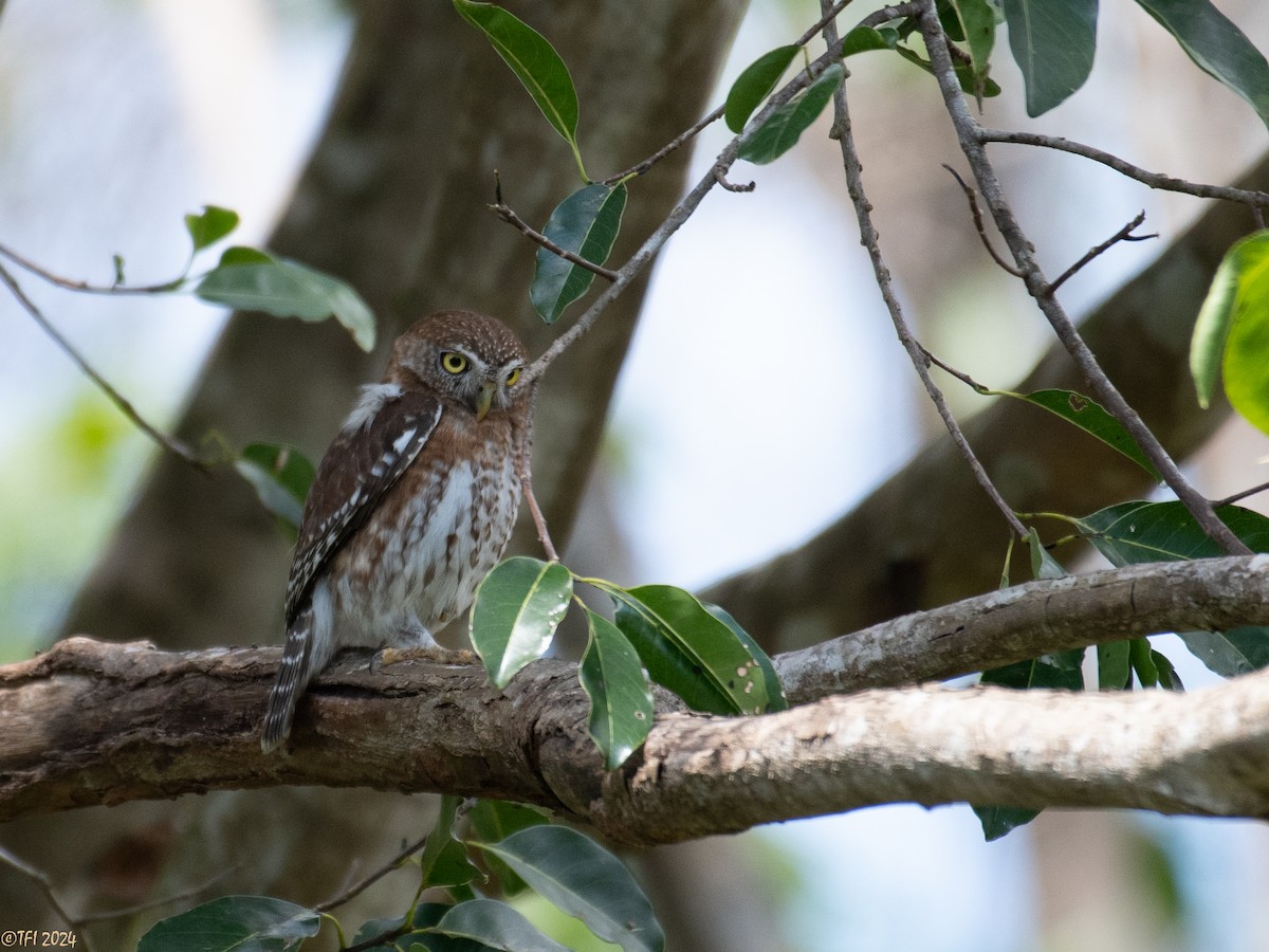 Cuban Pygmy-Owl - ML621814436