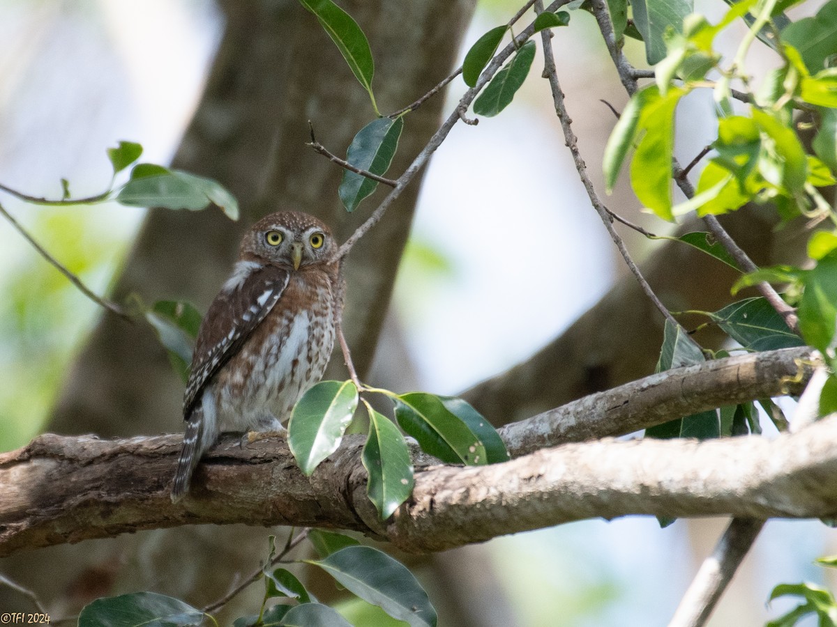 Cuban Pygmy-Owl - ML621814437