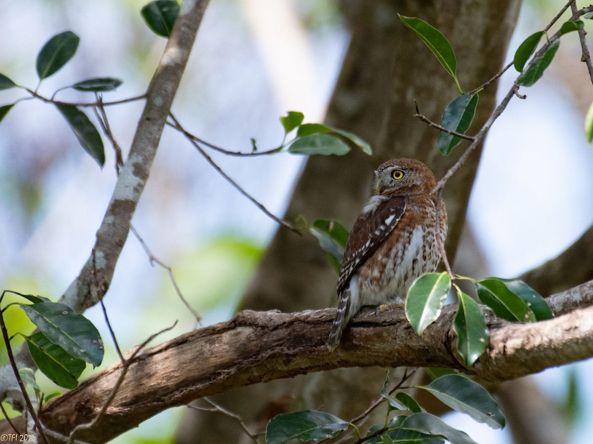 Cuban Pygmy-Owl - ML621814438