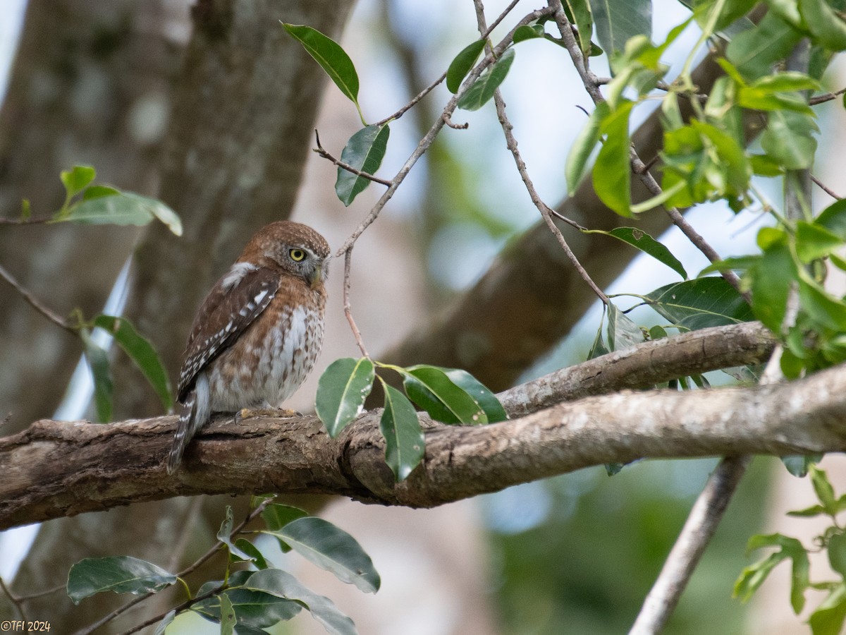 Cuban Pygmy-Owl - ML621814442