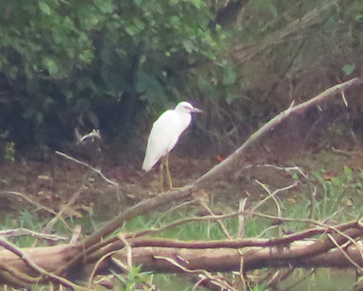 Little Blue Heron - ML621814447