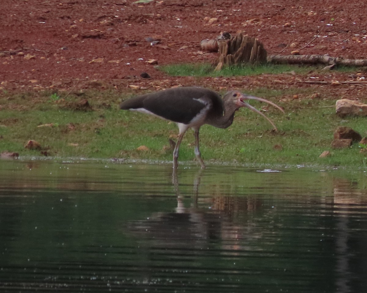 White Ibis - ML621814454