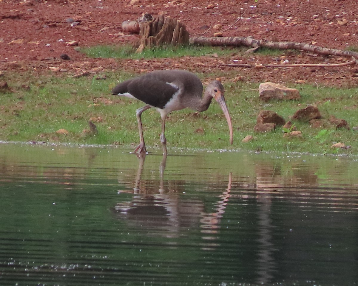 White Ibis - ML621814455
