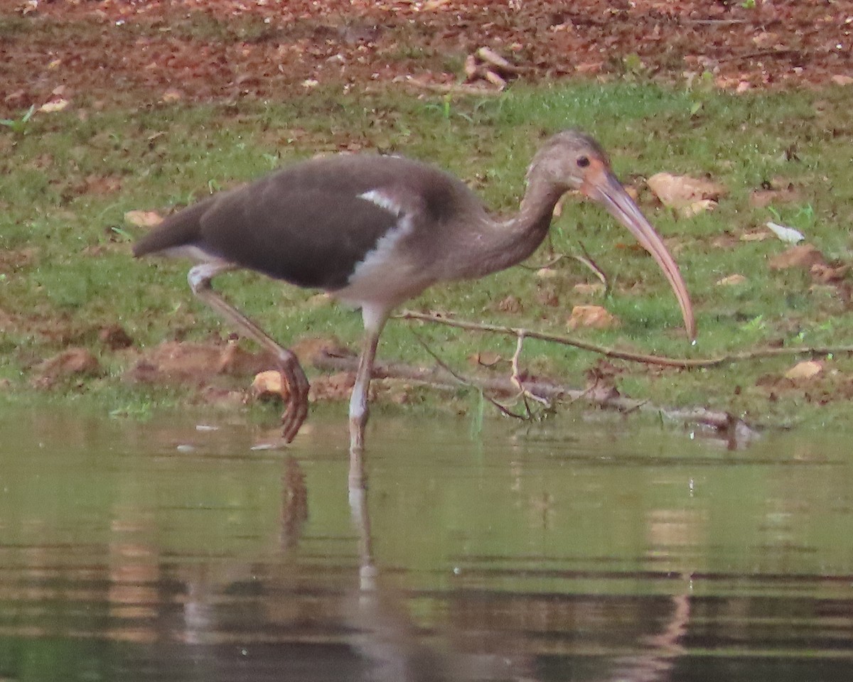 White Ibis - ML621814456