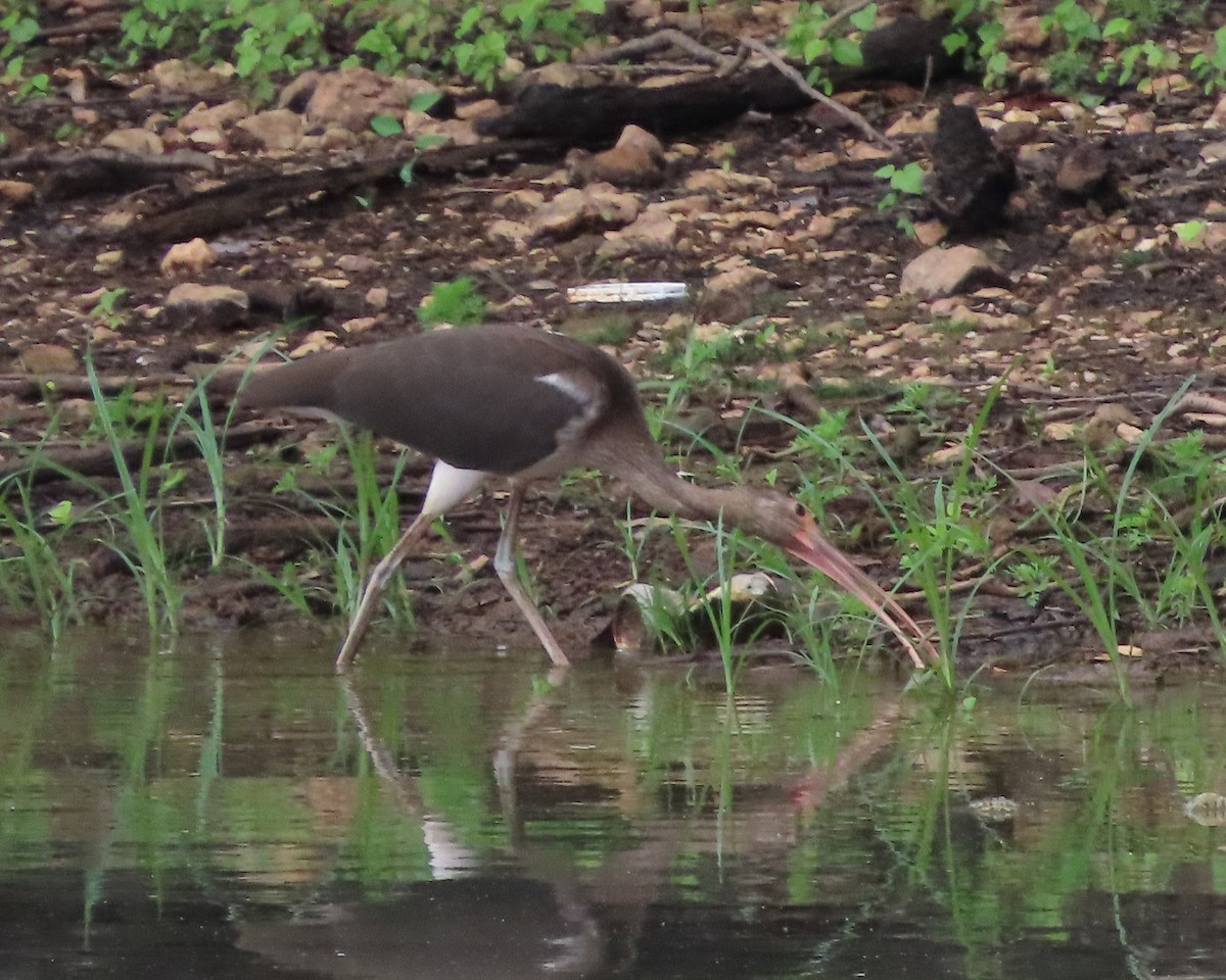 White Ibis - ML621814457