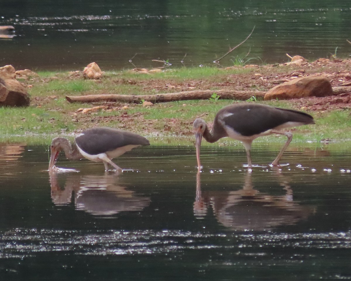 White Ibis - ML621814459