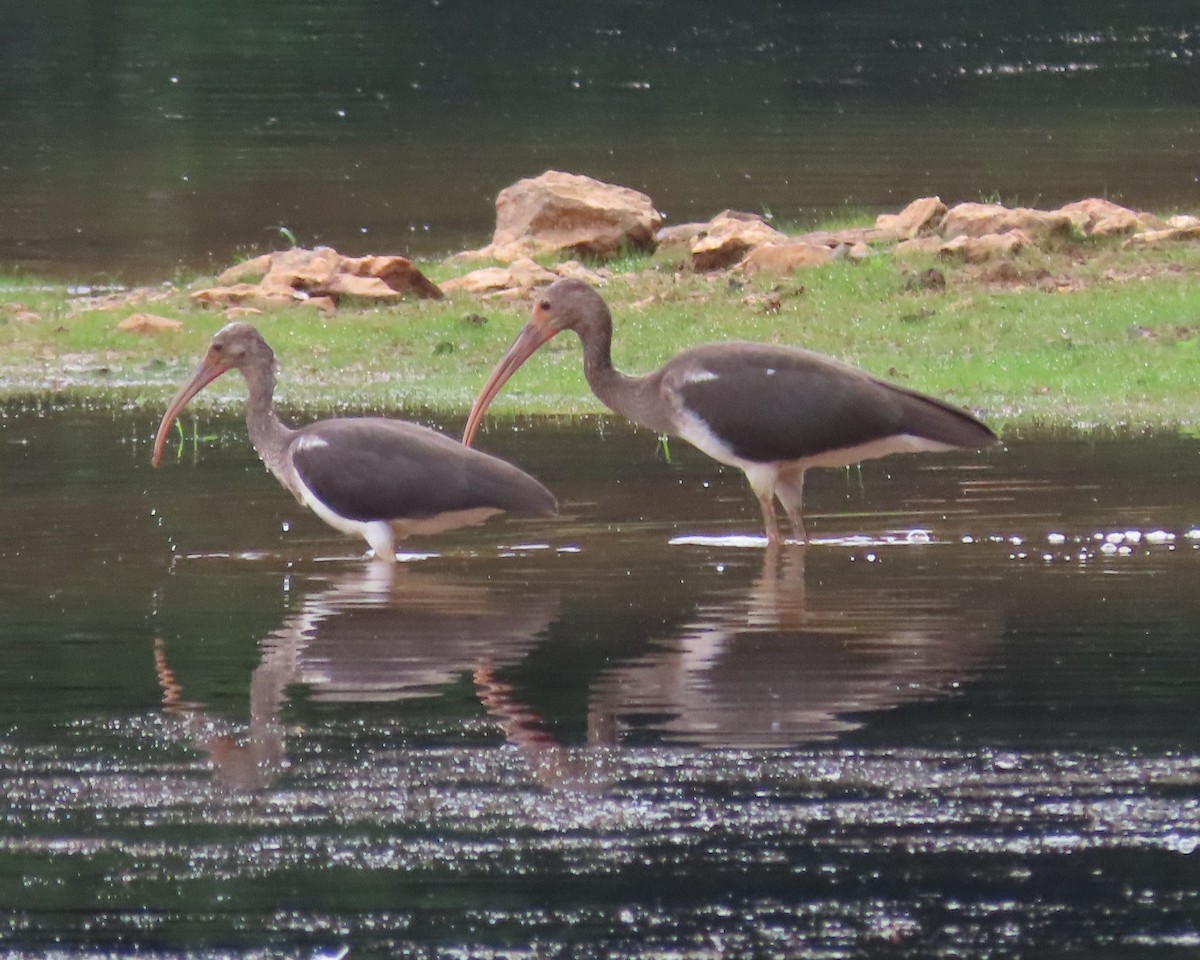 White Ibis - ML621814460