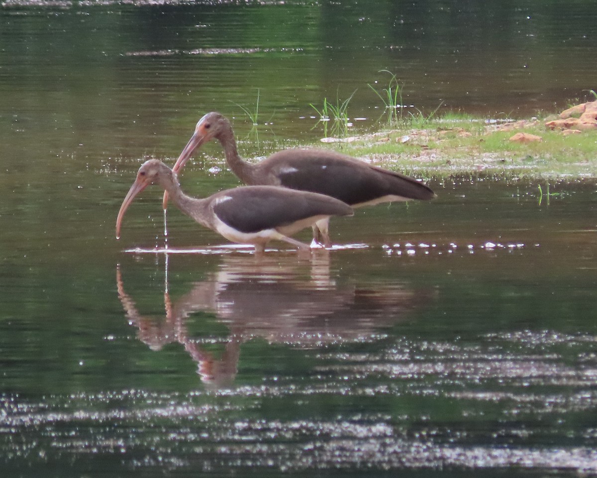 White Ibis - ML621814461