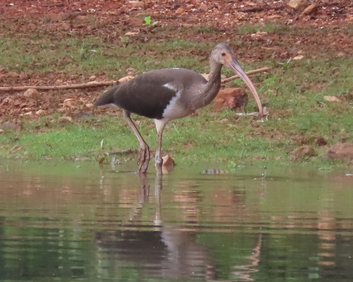 White Ibis - ML621814462