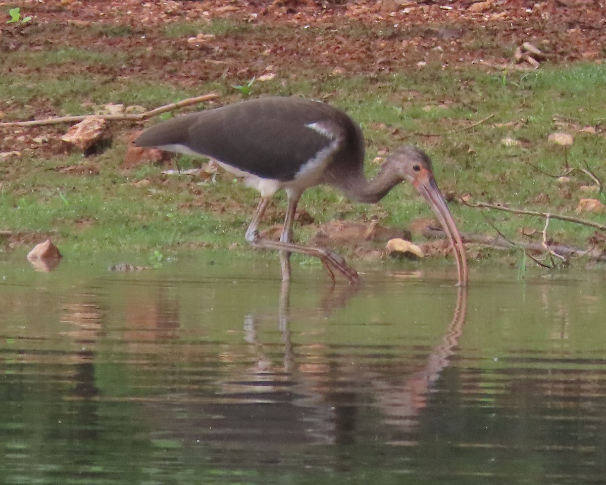 White Ibis - ML621814464