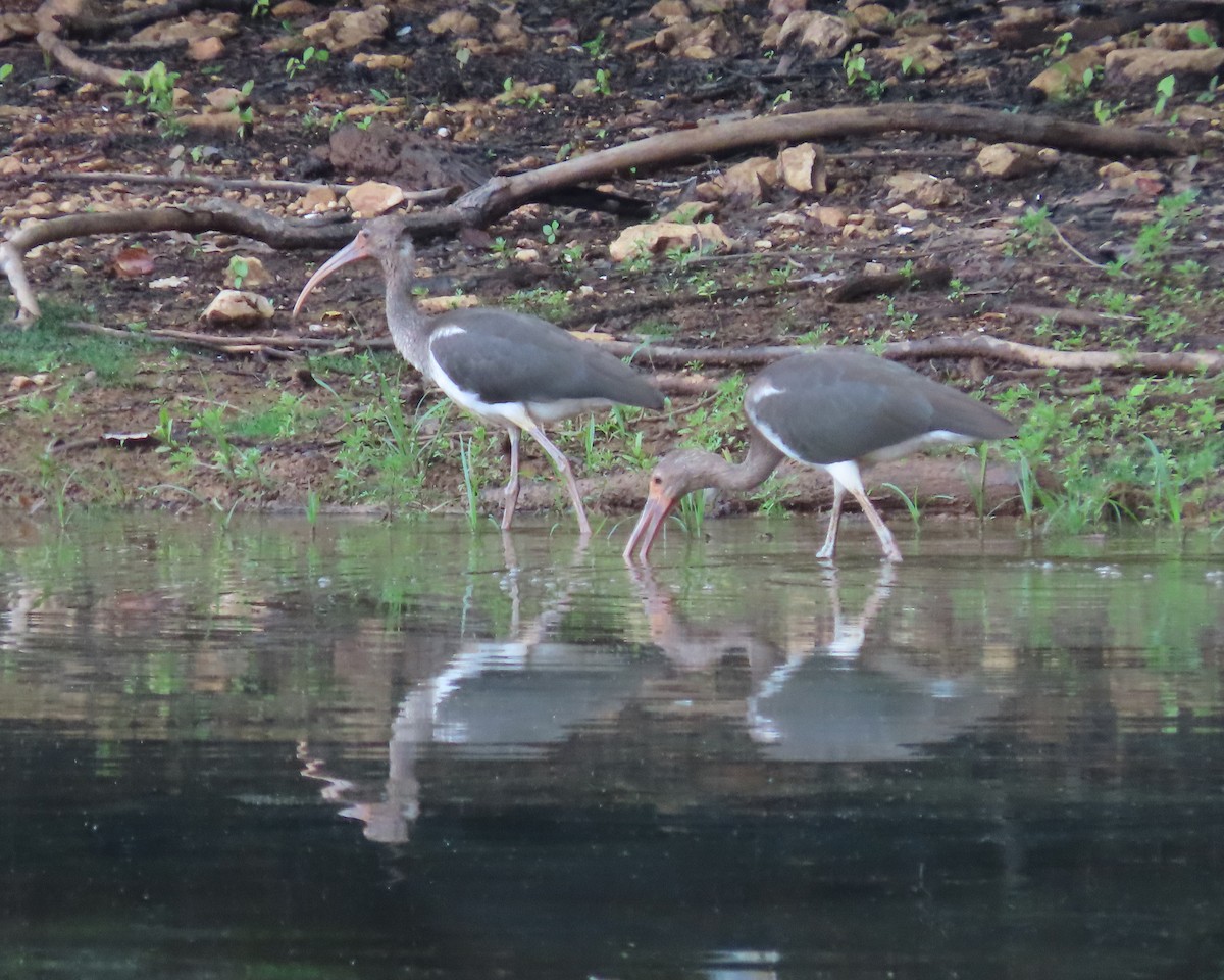 White Ibis - ML621814466