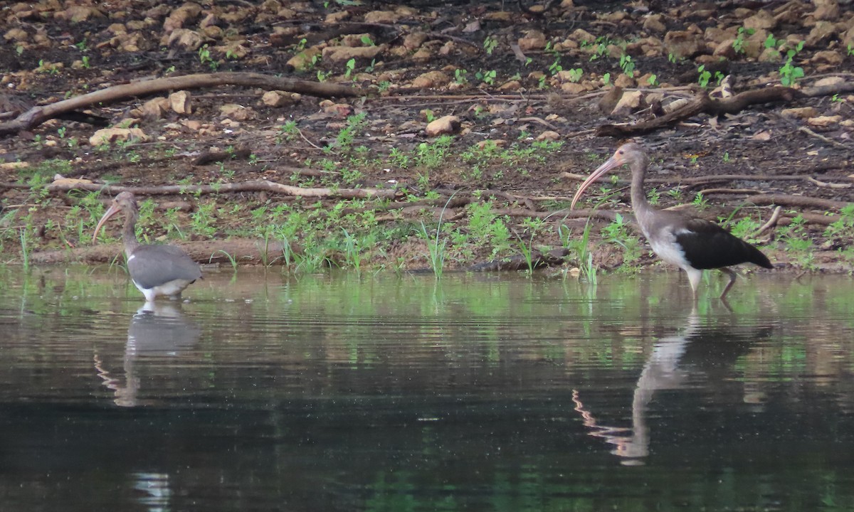 White Ibis - ML621814468