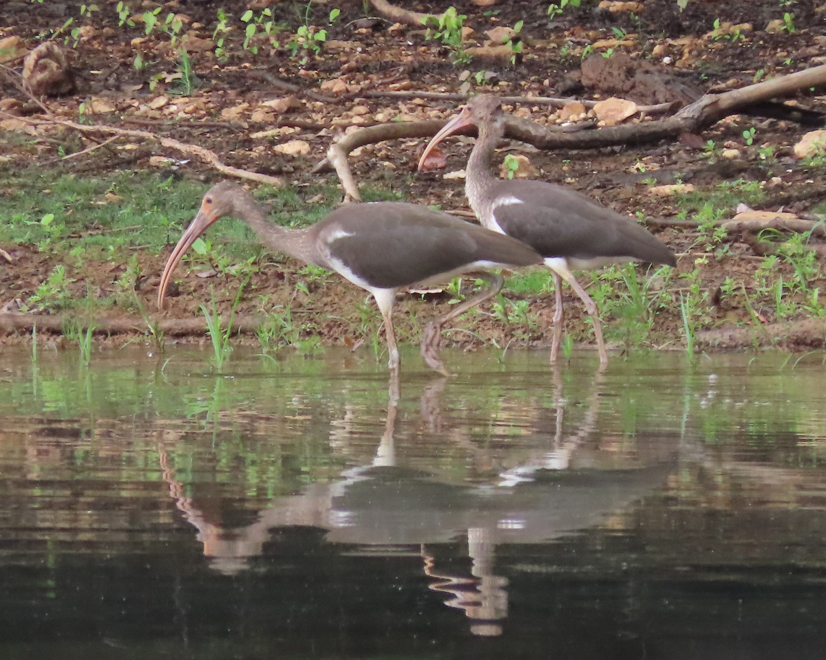 White Ibis - ML621814471