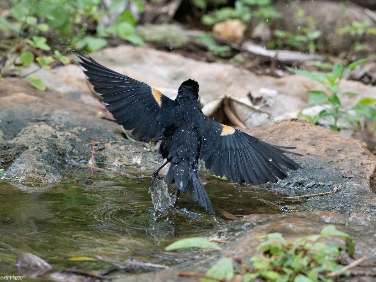 Tawny-shouldered Blackbird - ML621814473