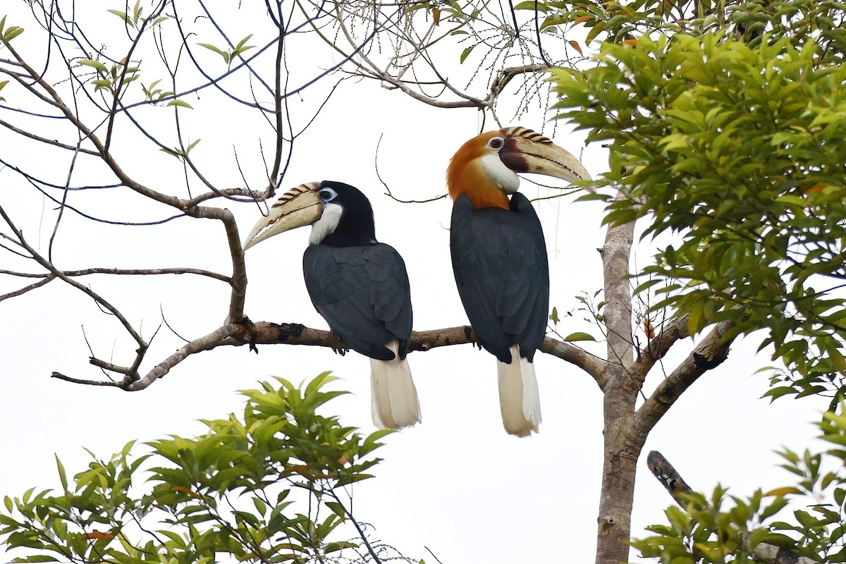 Blyth's Hornbill - ML621814475