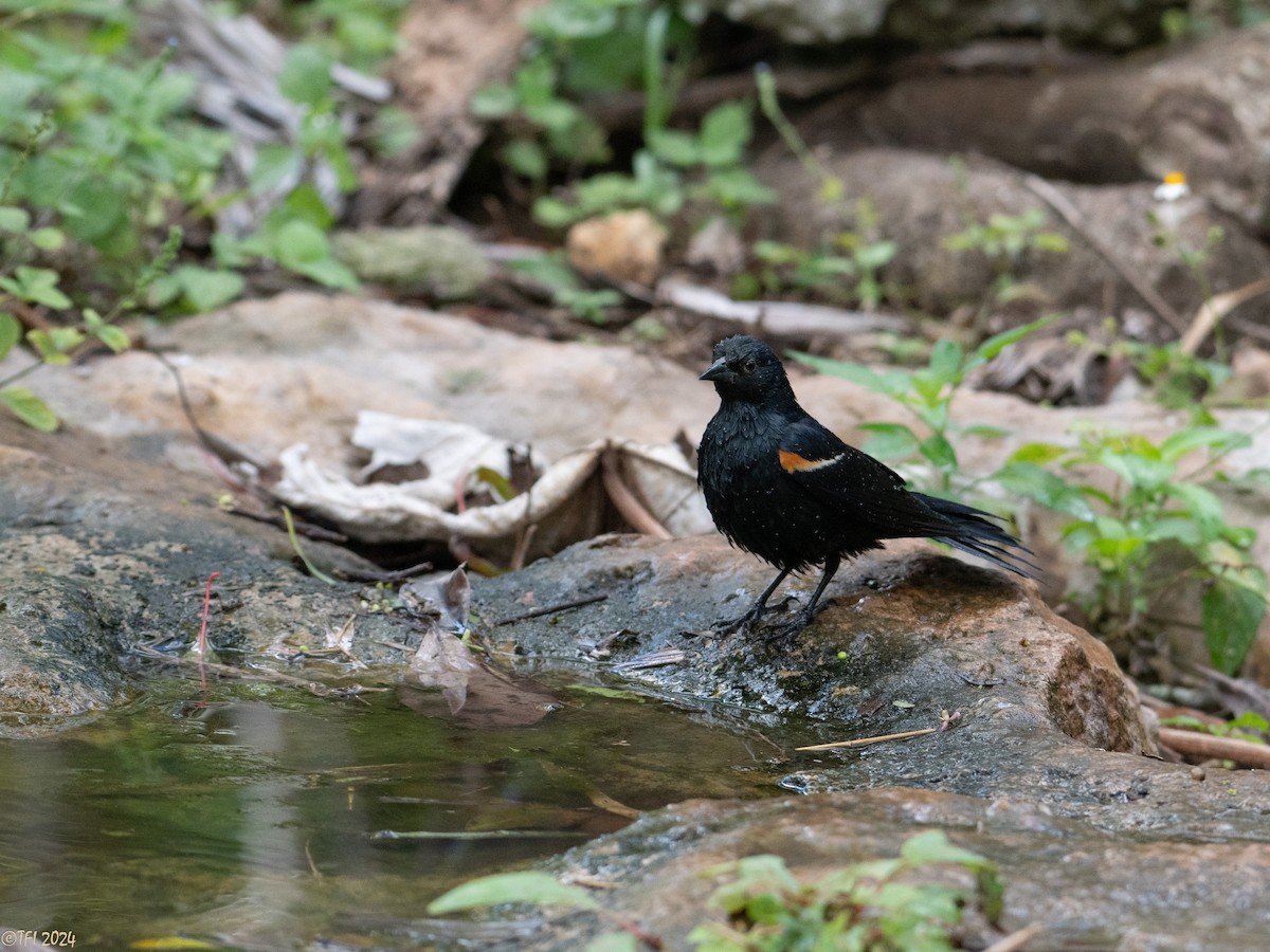 Tawny-shouldered Blackbird - ML621814482