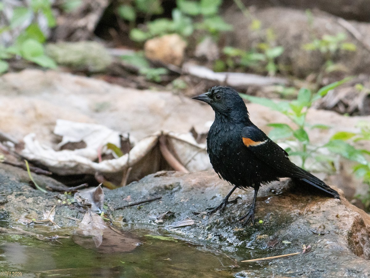 Tawny-shouldered Blackbird - ML621814483