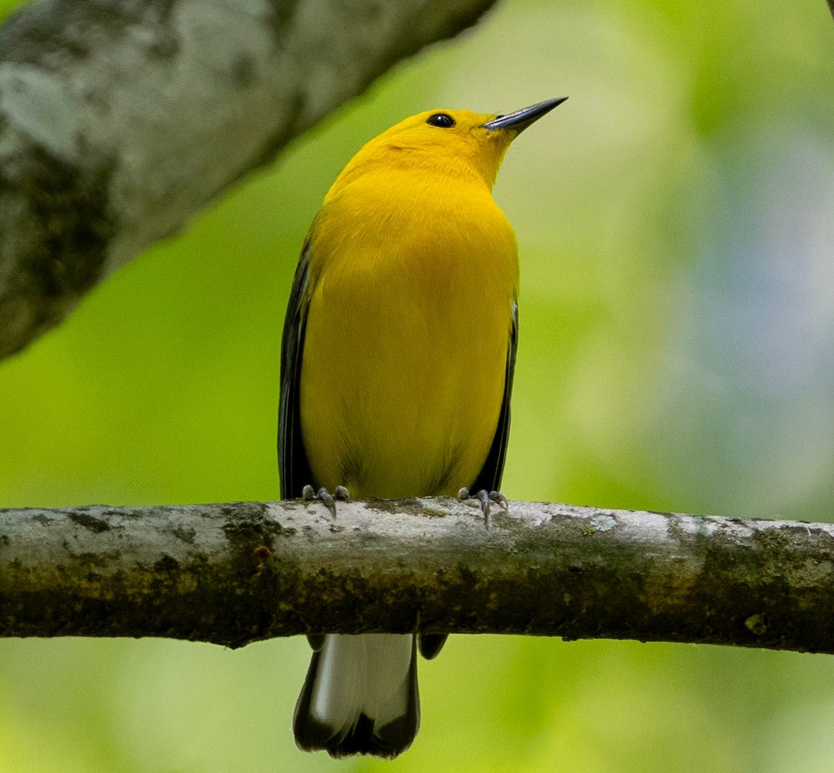 Prothonotary Warbler - ML621814485