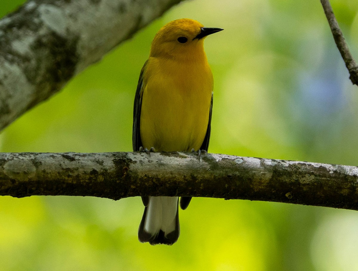 Prothonotary Warbler - ML621814486