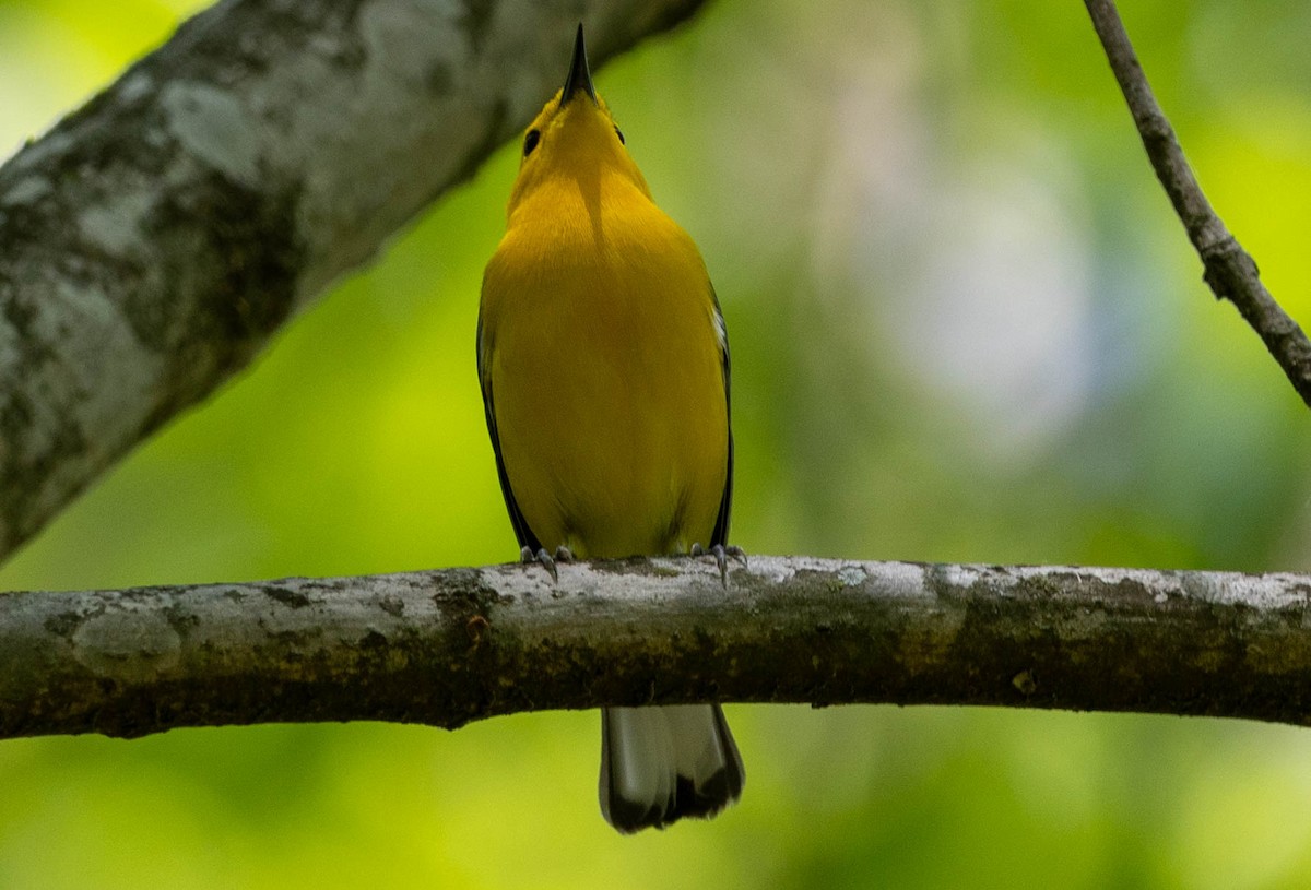 Prothonotary Warbler - ML621814487