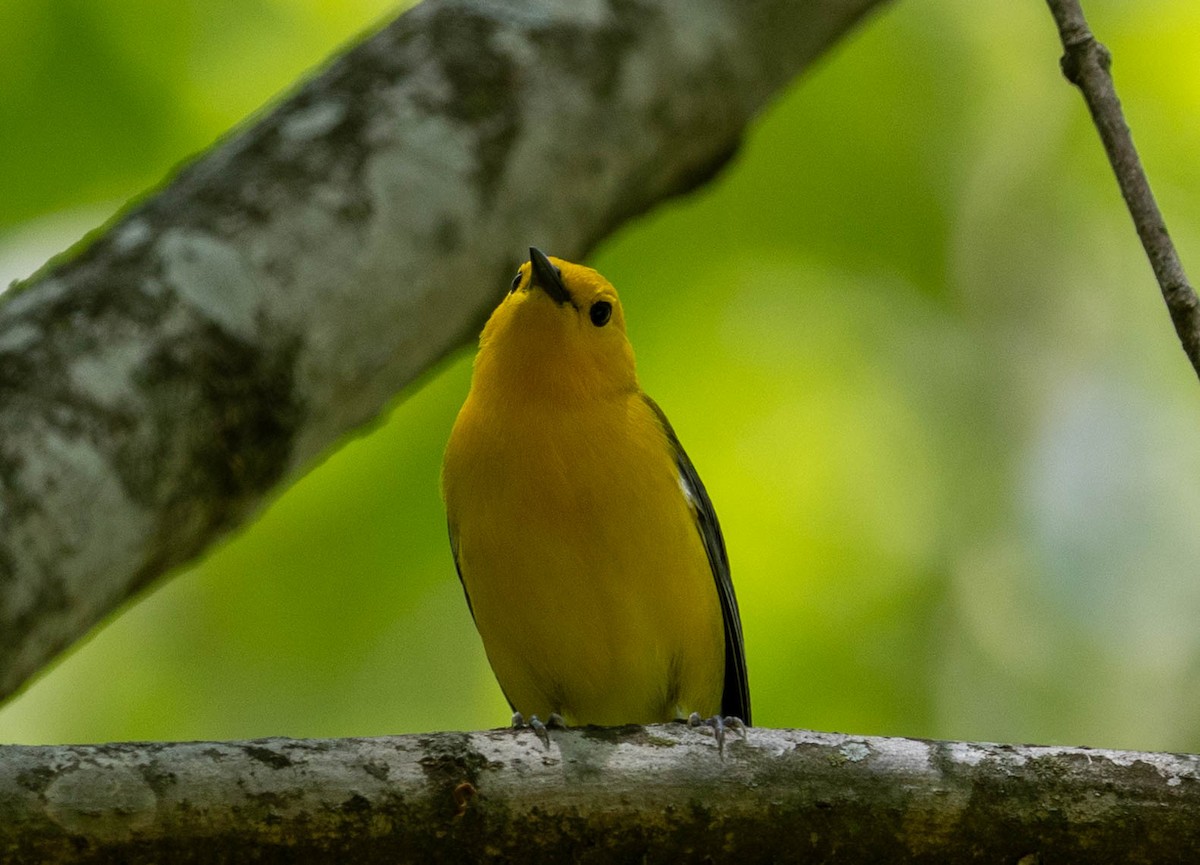 Prothonotary Warbler - ML621814488