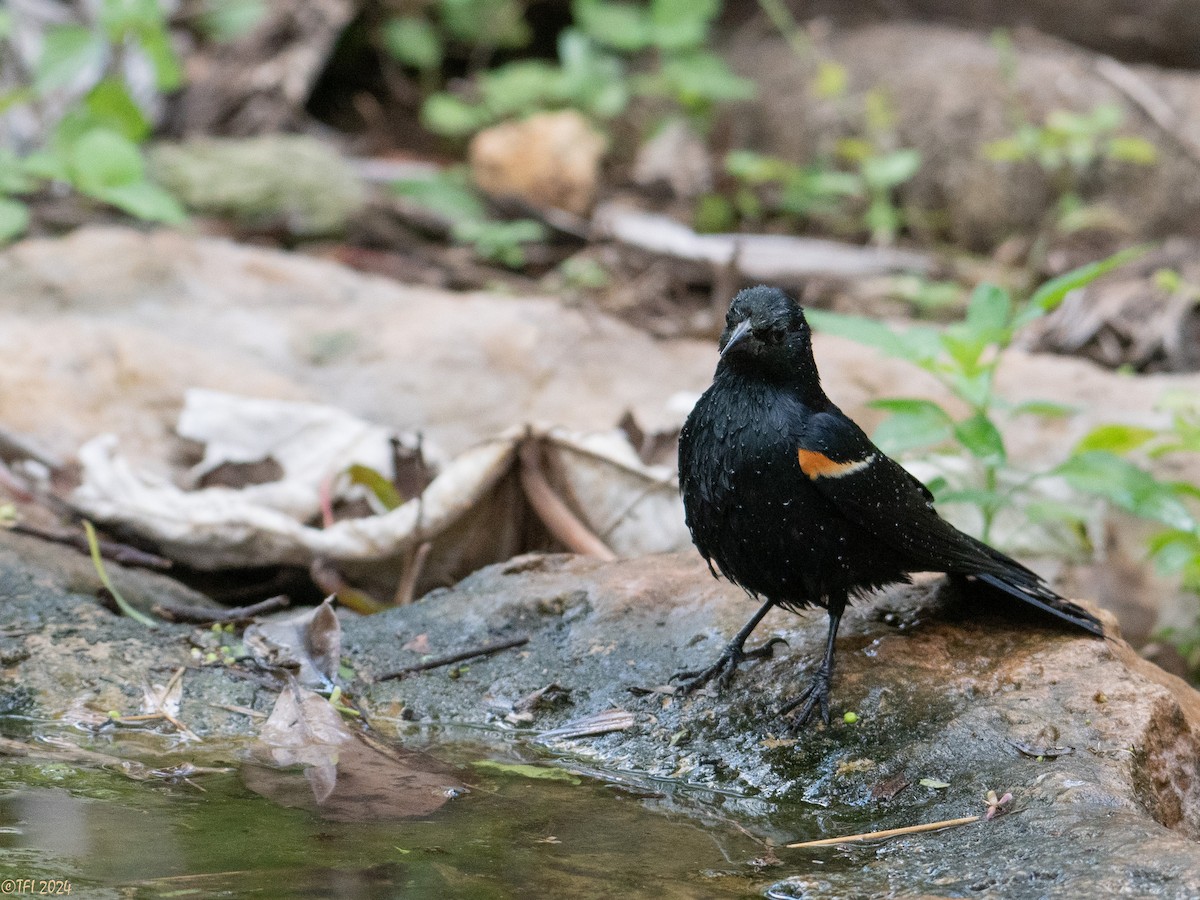 Tawny-shouldered Blackbird - ML621814489