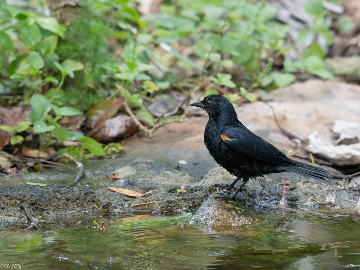 Tawny-shouldered Blackbird - ML621814490