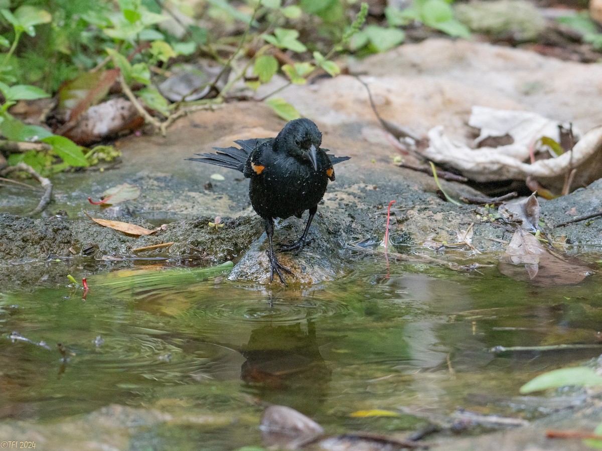 Tawny-shouldered Blackbird - T I