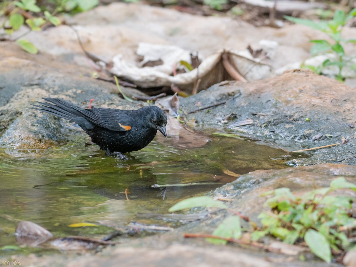 Tawny-shouldered Blackbird - ML621814497