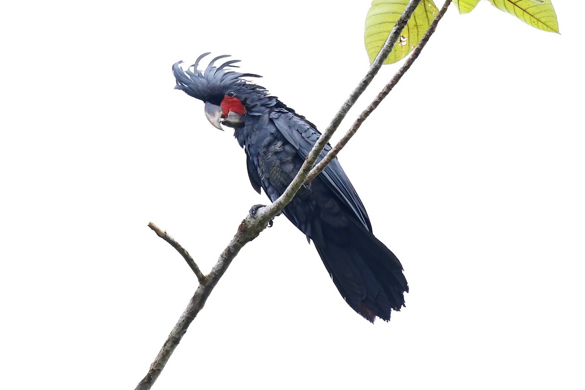 Palm Cockatoo - ML621814498