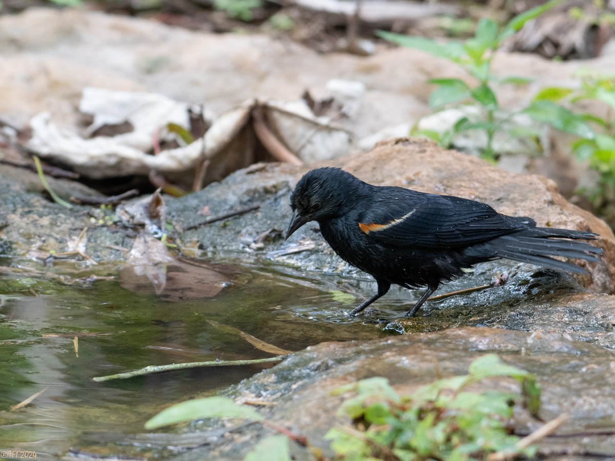 Tawny-shouldered Blackbird - ML621814500