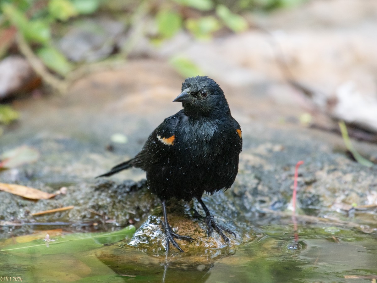 Tawny-shouldered Blackbird - ML621814503