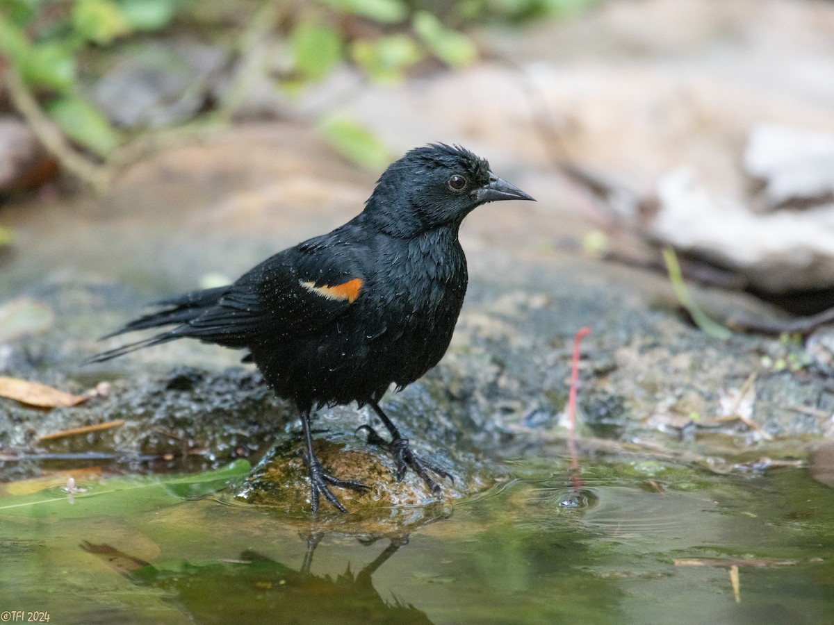 Tawny-shouldered Blackbird - ML621814504