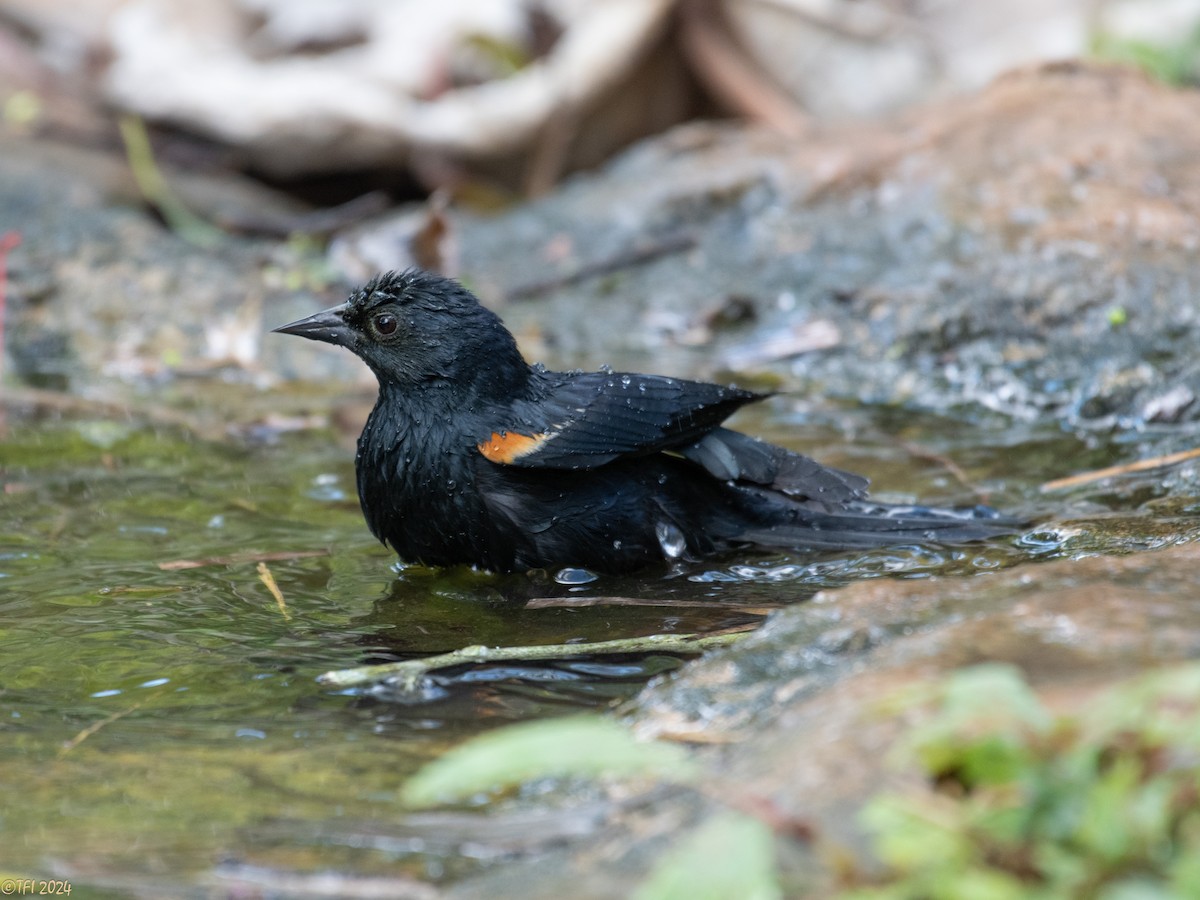 Tawny-shouldered Blackbird - ML621814505